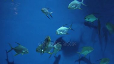 Pompano cins Trachinotus aile Carangidae stok görüntüleri video