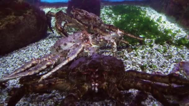 Red king crab in marine aquarium stock footage video — Stock Video