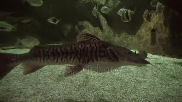 Redtail bagre en agua dulce acuario de archivo de vídeo — Vídeo de stock