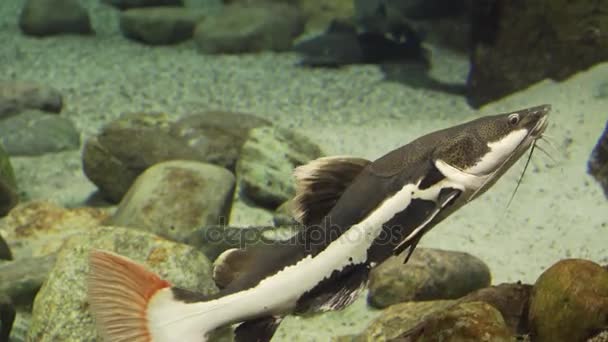 Redtail catfish in freshwater aquarium stock footage video — Stock Video