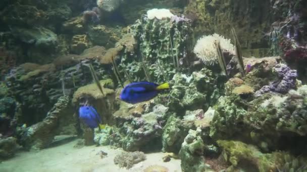 Razorfish in a marine aquarium stock footage — стоковое видео