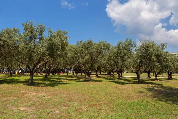 Gröna oliver på ett olivträd som mognar under solen på Sithonia halvön — Stockfoto