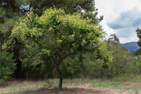 Pęcherzyca drzewa z owocami. Półwysep Sithonia. — Zdjęcie stockowe