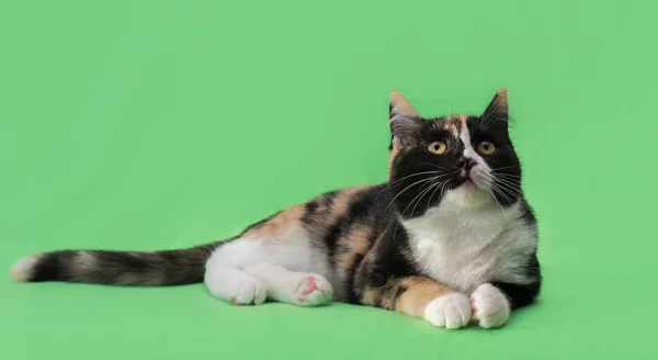 Piękny kot trzy kolorowe na zielonym tle — Zdjęcie stockowe