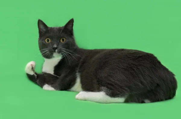 Mooie two-tone kleur kat op groene achtergrond — Stockfoto