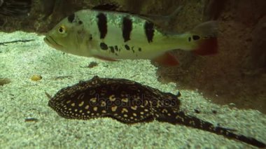 Petenia splendida ve tatlı su akvaryumu stok görüntüleri video Ocellate nehir stingray