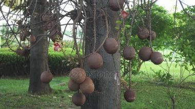 Samui Havalimanı bölge stok görüntüleri video üzerinde meyve ile egzotik ağaç