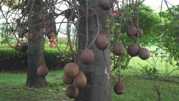 Egzotyczne drzewa z owocami na międzynarodowe lotnisko Samui terytorium zapasów materiału wideo — Wideo stockowe