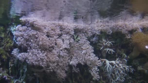 Морские акваланги с кораллами сняты на видео — стоковое видео