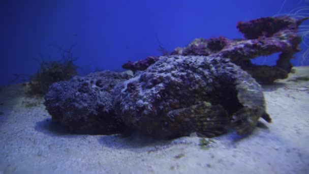 Synanceia verrucosa είναι είδη ψαριών, γνωστό και ως πετρόψαρα ή Oclap στοκ πλάνα βίντεο — Αρχείο Βίντεο
