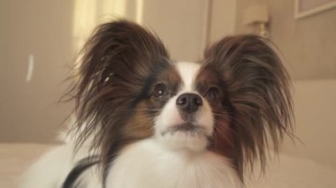 Genç köpek Papillon Continental oyuncak İspanyol taraf stok görüntüleri video görünüyor