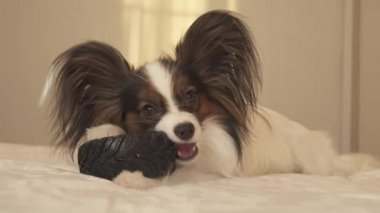 Genç köpek ırkları Papillon Continental oyuncak İspanyol kemiren kauçuk lastik - eğlenceli bir değiştirici stok görüntüleri video lastik