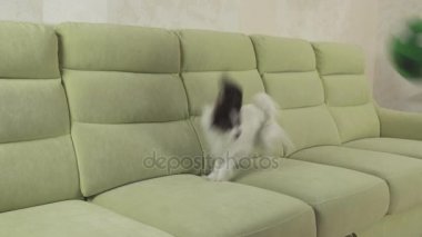 Genç köpek Papillon Continental oyuncak İspanyol köpek yakalar büyük topu doğurmak ve stok görüntüleri video çalış