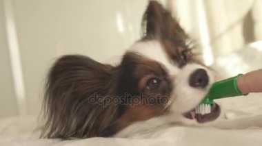 Papillon Continental oyuncak İspanyol fırçalar diş diş fırçası stok görüntüleri video ile genç köpek ırkları