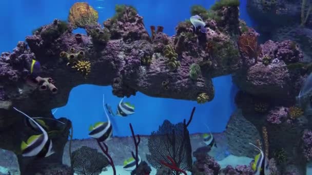 Belo aquário marinho com peixes tropicais e corais imagens de vídeo — Vídeo de Stock