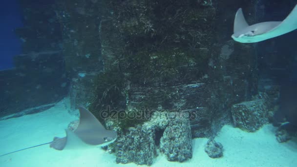 Batoidea is superorder of cartilaginous fish commonly known as rays stock footage video — Stock Video
