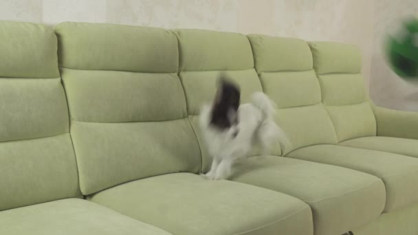 Jonge Hondenklas broedt Papillon continentaal Toy Spaniel hond vangsten grote bal en speelt stock footage video — Stockvideo