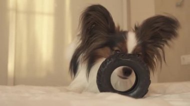 Genç köpek ırkları Papillon Continental oyuncak İspanyol kemiren kauçuk lastik - eğlenceli bir değiştirici stok görüntüleri video lastik