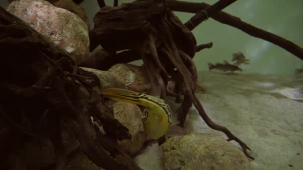 Boxfish jaune dans l'aquarium marin vidéo de stock — Video
