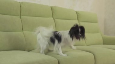 Genç köpek Papillon Continental oyuncak İspanyol köpek yakalar büyük topu doğurmak ve yavaş hareket hisse senedi görüntüleri video çalış