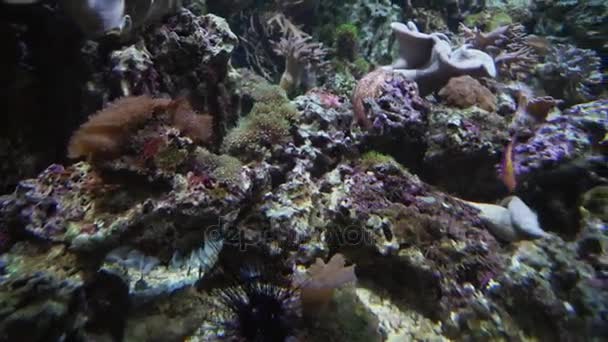Mooie marine aquarium met koralen stock footage video — Stockvideo