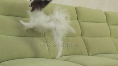 Genç köpek Papillon Continental oyuncak İspanyol köpek yakalar büyük topu doğurmak ve yavaş hareket hisse senedi görüntüleri video çalış