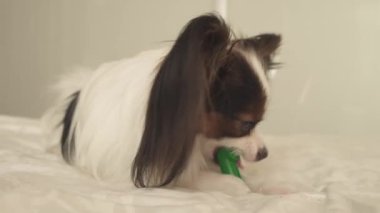 Papillon Continental oyuncak İspanyol fırçalar diş diş fırçası stok görüntüleri video ile genç köpek ırkları