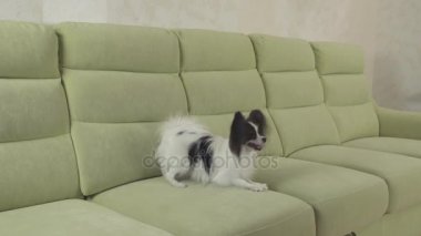 Genç köpek Papillon Continental oyuncak İspanyol köpek yakalar büyük topu doğurmak ve stok görüntüleri video çalış