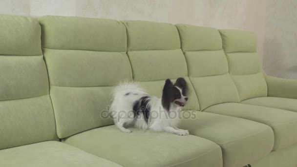 Mladý pes plemen Papillon Continental Toy Spaniel pes úlovky velké koule a hraje stopáže videa — Stock video