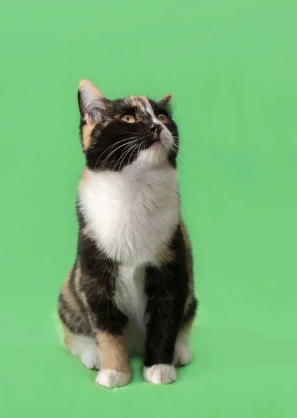 Vackra tre-färgad katt på grön bakgrund — Stockfoto