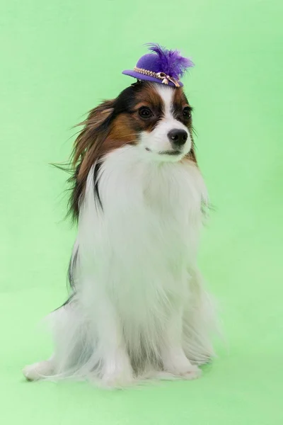 Vackra unga kontinentala spaniel papillon i en hatt med fjäder på en grön bakgrund — Stockfoto