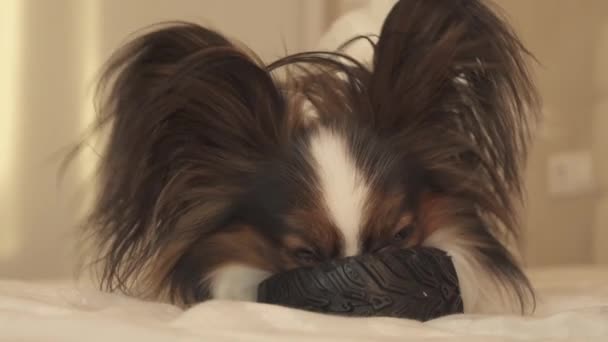 Молодая собака породы Papillon Continental Toy Spaniel грызет резиновые шины - веселое видео смены шин — стоковое видео