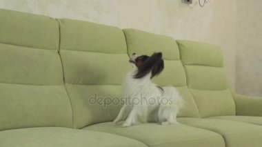 Genç köpek Papillon Continental oyuncak İspanyol köpek yakalar büyük topu doğurmak ve yavaş hareket hisse senedi görüntüleri video çalış