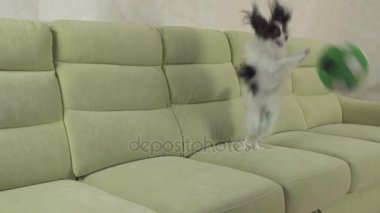 Genç köpek Papillon Continental oyuncak İspanyol köpek yakalar büyük topu doğurmak ve stok görüntüleri video çalış