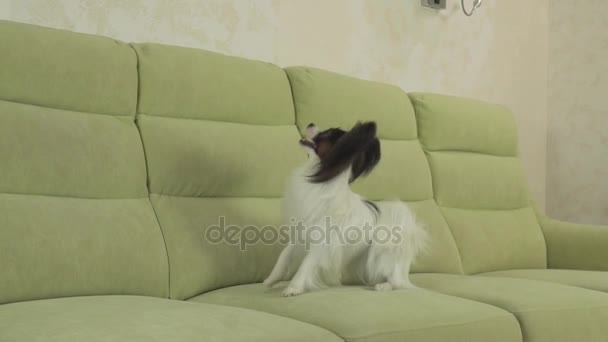 Giovane cane razze Papillon Continental Toy Spaniel cane cattura grande palla e gioca al rallentatore stock filmato video — Video Stock