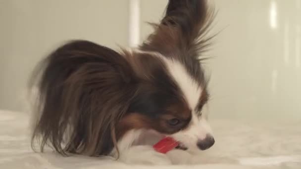 Mladý pes plemen Papillon Continental Toy Spaniel stopy zuby zubní kartáček stopáže videa — Stock video