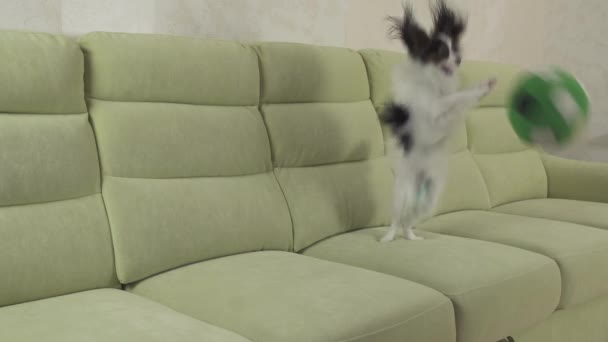 Jonge Hondenklas broedt Papillon continentaal Toy Spaniel hond vangsten grote bal en speelt stock footage video — Stockvideo