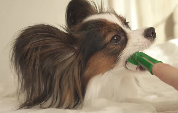 Fiatal kutya tenyészt Ízlelő szemölcsös kontinentális játékszer spániel kefe fogak, a fogkefe — Stock Fotó