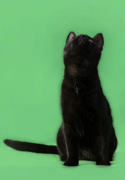 Piękny kot czarny farbowanie na zielonym tle — Zdjęcie stockowe