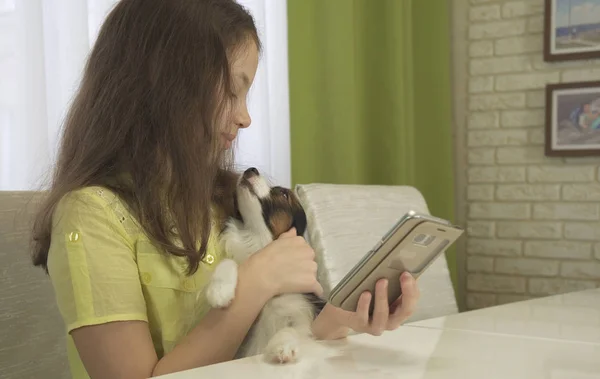 Cão implora atenção para si mesmo, não para smartphone — Fotografia de Stock