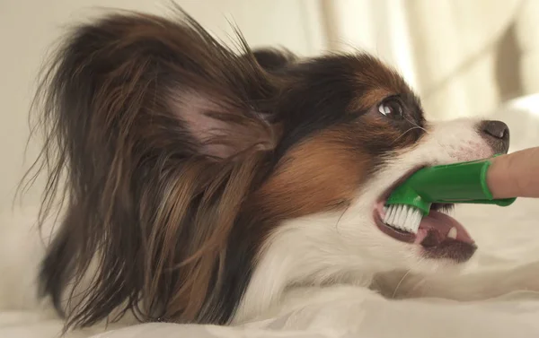 Joven perro razas Papillon Continental Juguete Spaniel cepillos de dientes con cepillo de dientes — Foto de Stock