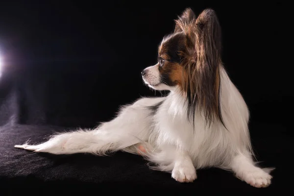 Bello giovane cane maschio giocattolo continentale Spaniel Papillon su sfondo nero — Foto Stock