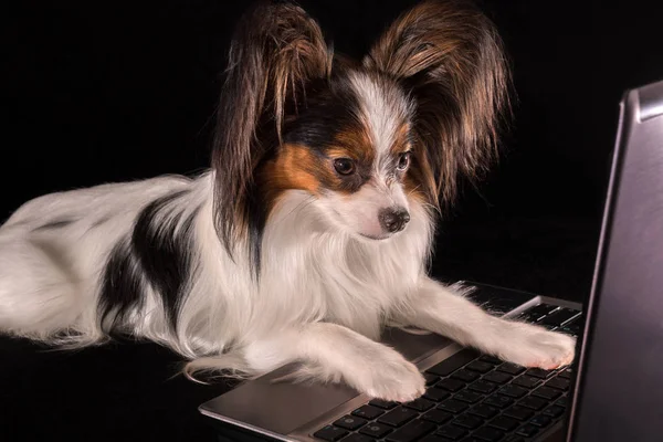Собака по кличке Папиллон работает в ноутбуке на черном фоне — стоковое фото