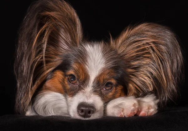 Bello giovane cane maschio giocattolo continentale Spaniel Papillon su sfondo nero — Foto Stock