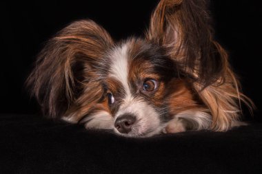 Güzel genç erkek köpek Continental oyuncak İspanyol Papillon siyah arka plan üzerine