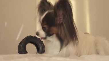 Genç köpek ırkları Papillon Continental oyuncak İspanyol kemiren kauçuk lastik - eğlenceli bir değiştirici stok görüntüleri video lastik