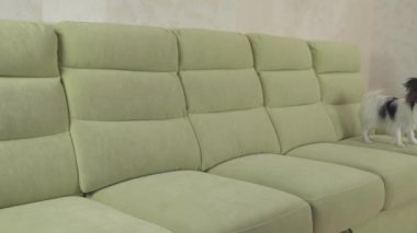 Genç köpek Papillon Continental oyuncak İspanyol köpek yakalar büyük topu doğurmak ve stok görüntüleri video çalış