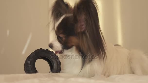 Молодая собака породы Papillon Continental Toy Spaniel грызет резиновые шины - веселое видео смены шин — стоковое видео