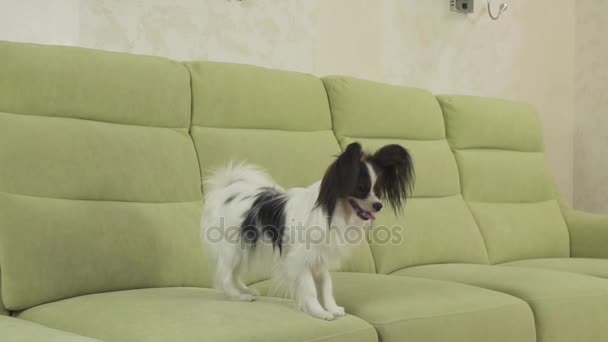 Jonge Hondenklas broedt Papillon continentaal Toy Spaniel hond vangsten grote bal en speelt slowmotion stock footage video — Stockvideo