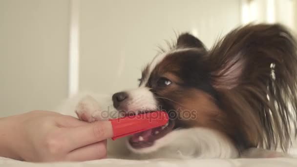 Mladý pes plemen Papillon Continental Toy Spaniel stopy zuby zubní kartáček stopáže videa — Stock video